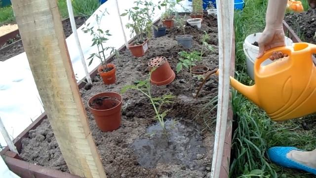 ВЫХОДНОЙ. САЖАЮ ПОМИДОРЫ.