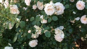 Роза "Пенни Лейн" плетистая!