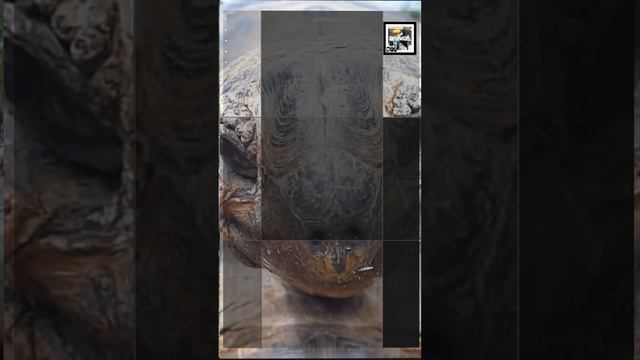 Quick Aldabra Giant Tortoise Facts - The Unending Mountain of the Seychelles - Animal a Day #shorts смотреть онлайн