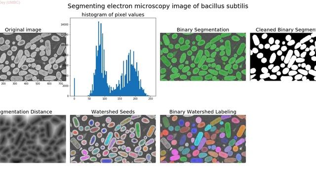 Watershed Segmentation of the bacteria bacillus subtilis смотреть онлайн