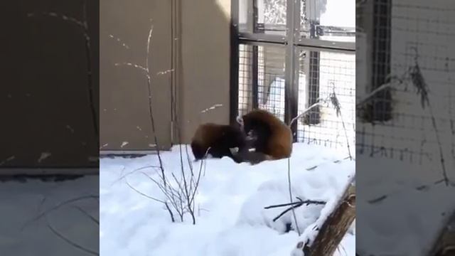 Братан дай пять_) смотреть онлайн