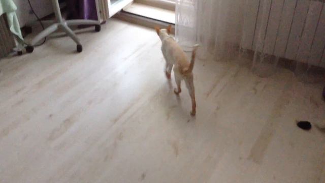 Позднее кошачье утро (как трудно быть котом) смотреть онлайн