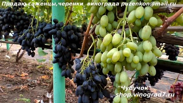 Виноград ВАЛЕНТИНА - серия сортов для хранения- мускат, крупные грозди и ягоды, устойчив, красив! смотреть онлайн