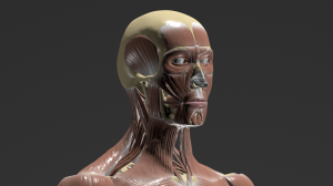 Мышцы человека