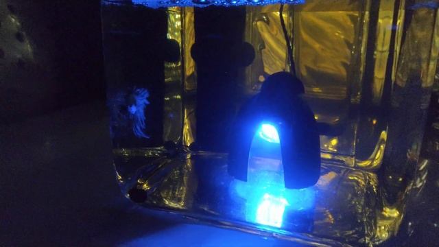 Moonlight LED AQUAEL By Malena #moonlightaquael #moonlightled