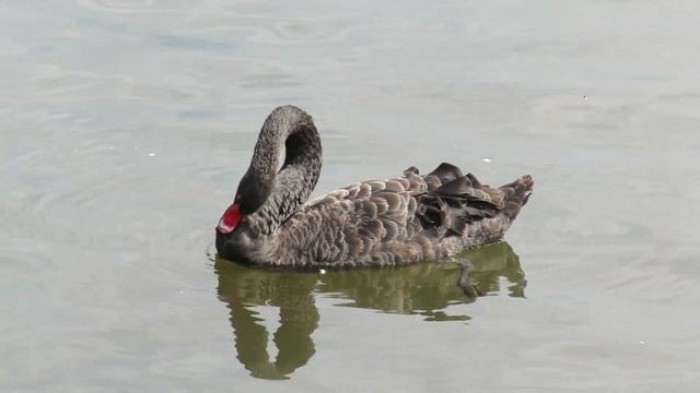 № 1686 июль Черный лебедь смотреть онлайн