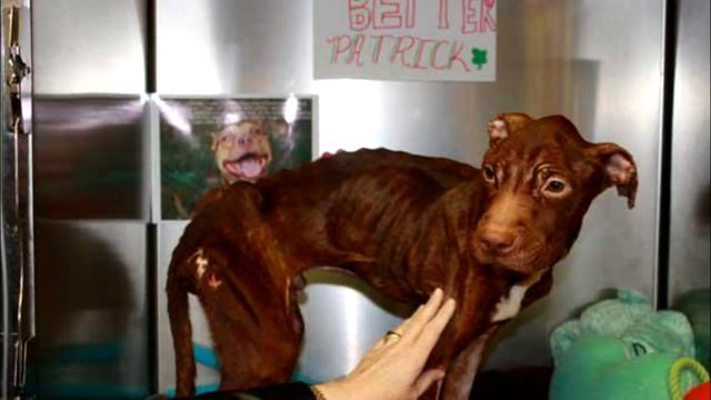 Пса морили голодом 3 месяца, а затем сбросили в мусоропровод с 19 этажа, он очень сильно хотел жить смотреть онлайн