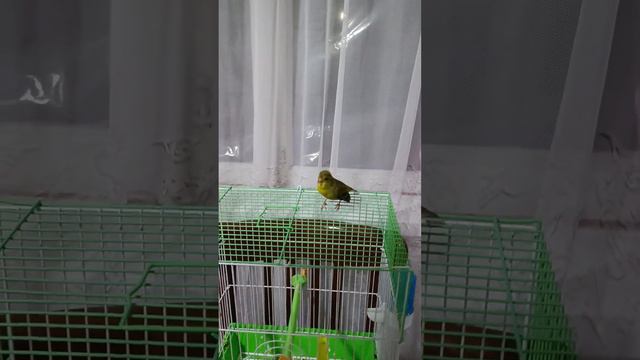 Гибрид Чижа и Канарейки. смотреть онлайн