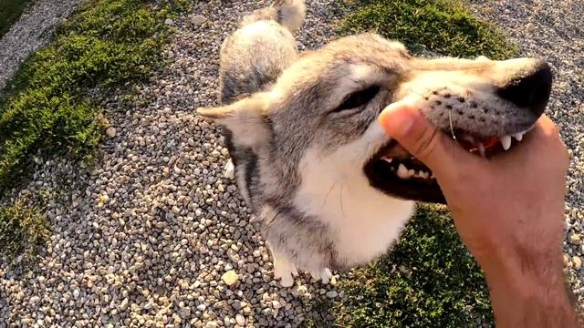 Спокойствие и дурдом/Дворняжка атакует/Занятия с питбулями и волком/Питбуль/Волк/Дворняжка/Кот. смотреть онлайн