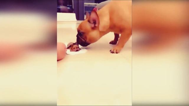 #24 FUNNY PETS / СМЕШНЫЕ ВИДЕО 2021 / Я РЖАЛ ПОЛЧАСА / СМЕШНЫЕ ЖИВОТНЫЕ смотреть онлайн