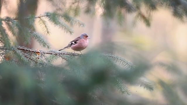 TIPS AND TRICKS | How to be creative with wildlife photography смотреть онлайн