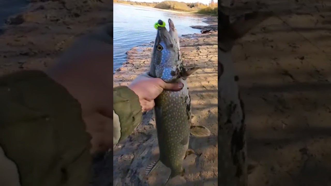Щука на булю осенью. Полное видео на канале смотреть онлайн