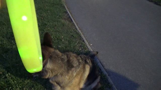 Моя Немецкая Овчарка - 4 год. Команды, Дрессировка, идеальная прогулка! смотреть онлайн