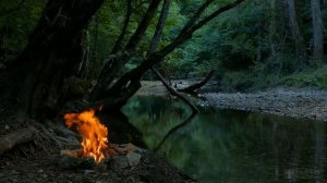 Почему не цветут каллы дома? 5 эффективных советов