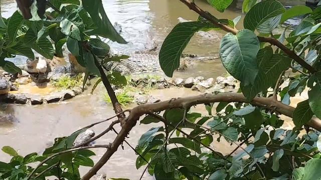 Mauritius:Crocodiles feeding time,la vanille nature park, смотреть онлайн