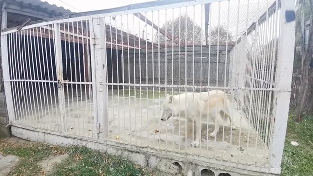 Яки и волки смотреть онлайн