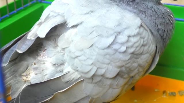 ЧТО СЛУЧИЛОСЬ С ГОЛУБЕМ? \ ПАРАЗИТЫ НА ПТИЦАХ \ Alisa Easy Pets смотреть онлайн