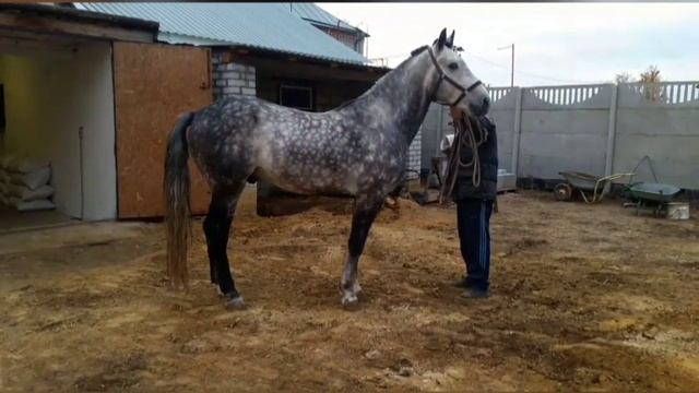 Орловцы на продажу смотреть онлайн