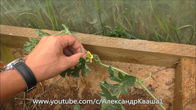Опыление арбуза в теплице смотреть онлайн