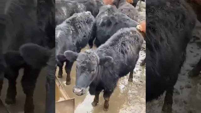 Бычки Ангус Абердин. Экспорт из России. оптовые продажи. смотреть онлайн