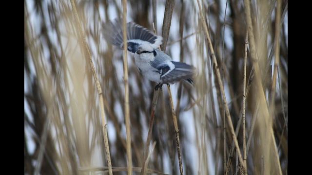 белая лазоревка фото мороз 22 снимка смотреть онлайн
