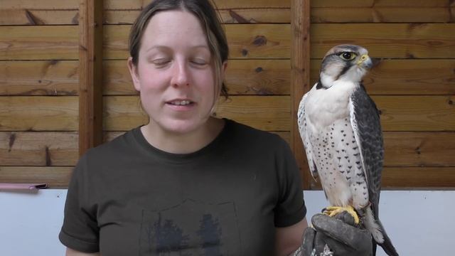 Meet The Birds | Duke the Lanner Falcon смотреть онлайн