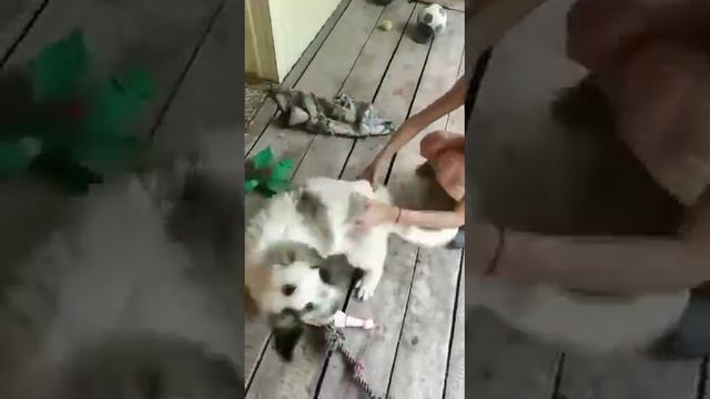 Московская сторожевая(2) смотреть онлайн