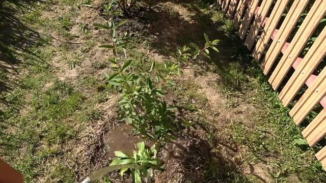 6 соток 4 июля 2022 год. Хроника. Life in the garden. смотреть онлайн