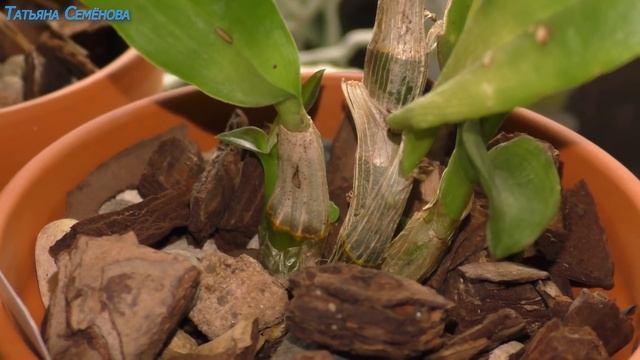 Орхидеи. Первый опыт сезонного уличного содержания дендробиума в средней полосе России. смотреть онлайн