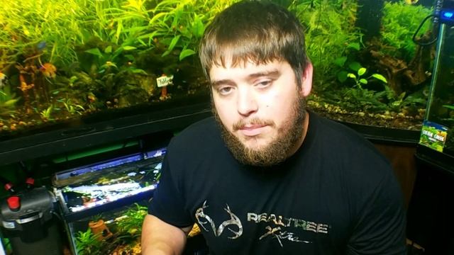 My FAVORITE Aquarium Plant in the Fish Room | Pogostemon Stellatus Octopus смотреть онлайн