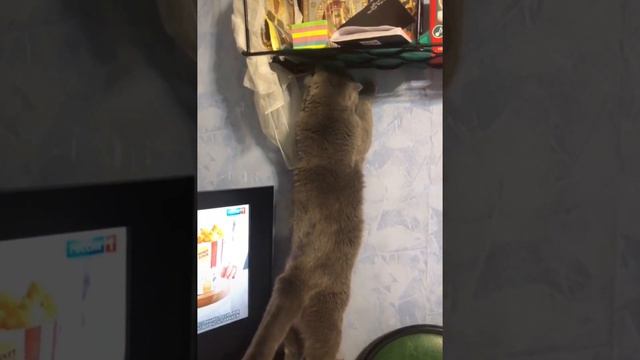 Кот и осень. Кошачья грусть. смотреть онлайн