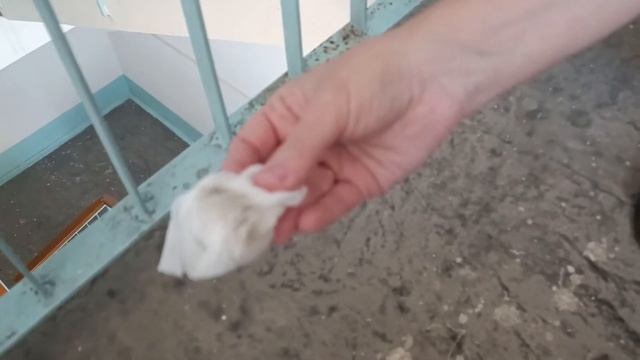 проверка уборки мест общего пользования 7.07.202 (1й четверг) УК Репино Краснодар смотреть онлайн