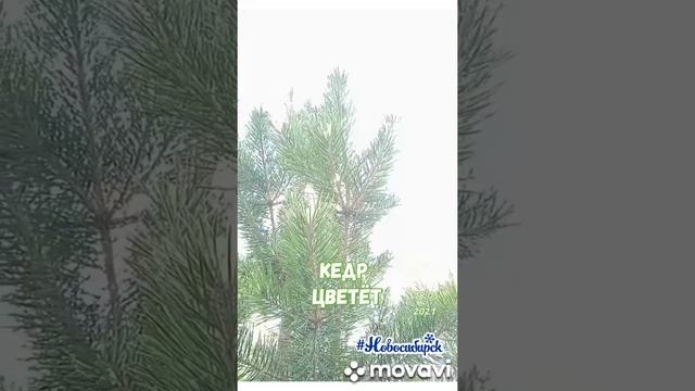 цветёт кедр смотреть онлайн