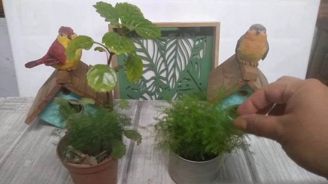 Asparagus setaceus fern ??/helecho plumoso ? смотреть онлайн