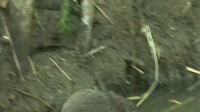 ? Почистила заводь и в ней поселились крысы - я их начала кормить ? Изба из камыша - Серия 34 смотреть онлайн