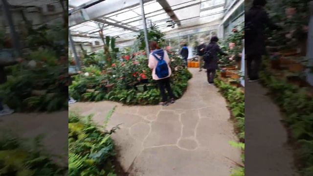 CAMELLIA IN A GREEN HOUSE I JEJU CAMELLIA I ELENA PARK TV смотреть онлайн