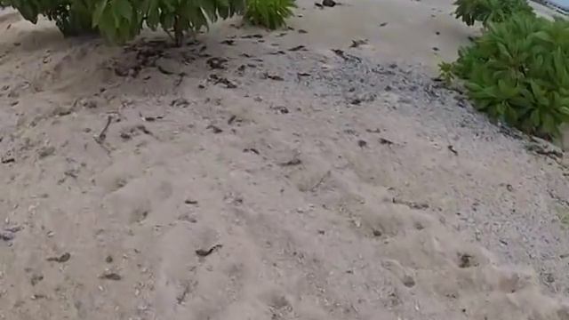 FSM - Yap -- Glimpses of Sorol atoll смотреть онлайн