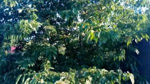 Плодоношение черешни Юлия, Ипуть и Ревна в Мичуринске.