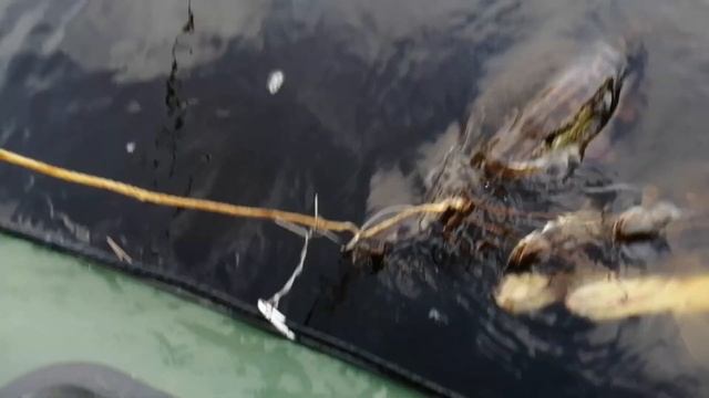 Рыбалка на реке Тавда, короткое видео.