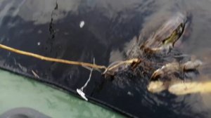 Рыбалка на реке Тавда, короткое видео.