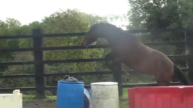 3 Year Old Mare 16.1hh Luidam - Lux - Master Imp - Diamond Serpent смотреть онлайн