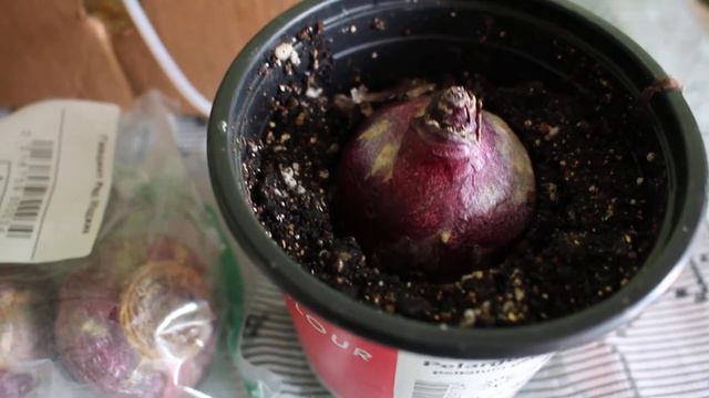 Посылка из Беккер и посадка луковиц на выгонку. К Новому году зацветут! смотреть онлайн