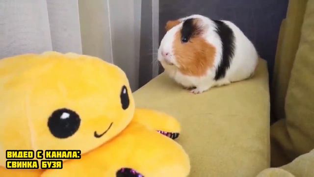 СВИНКУ БУЗЮ И КУЗЮ ЗАДАВИЛА МАШИНА ! **Вера в Шоке** Морская Свинка Бузя и Кузя Вера Челлендж Часа