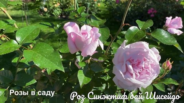 РОЗЫ. ЧАЙНО-ГИБРИДНЫЕ, ФЛОРИБУНДА, ШРАБЫ. смотреть онлайн