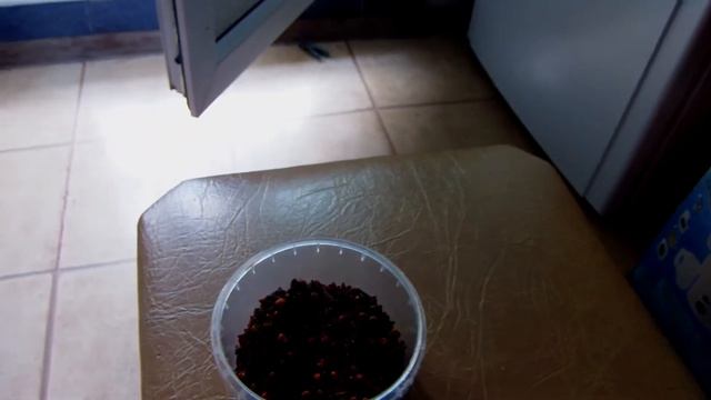 Энергетика у бутонов гвоздики