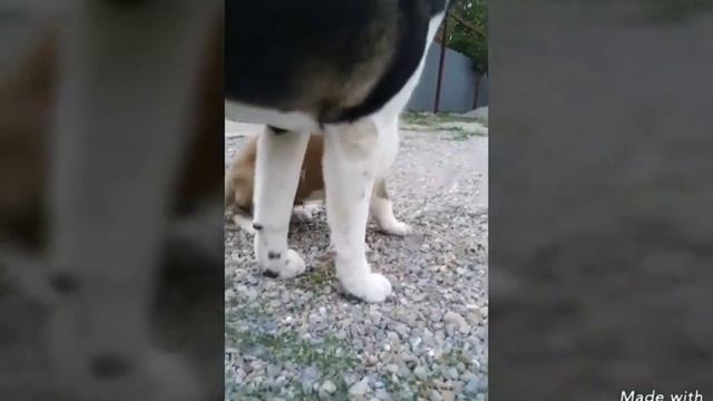 Американская Акита. смотреть онлайн