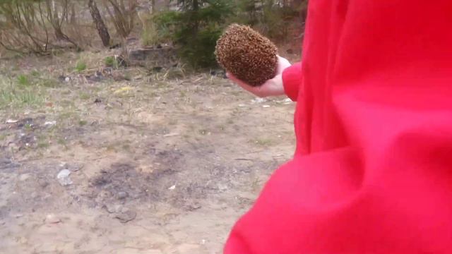 Новополоцк.Спасение ёжика.3.05.2015. смотреть онлайн