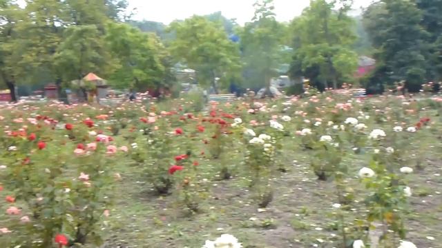 розарий в парке Глобы ...или розовые розы ...Светке Соколовой ....) смотреть онлайн