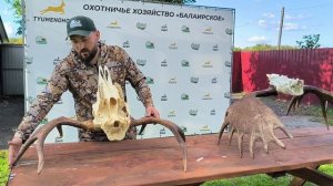 Трофейные рога лося. Инструкция по измерению трофея.