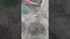Пересадка чайной розы  .